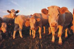 cattle.jpg
